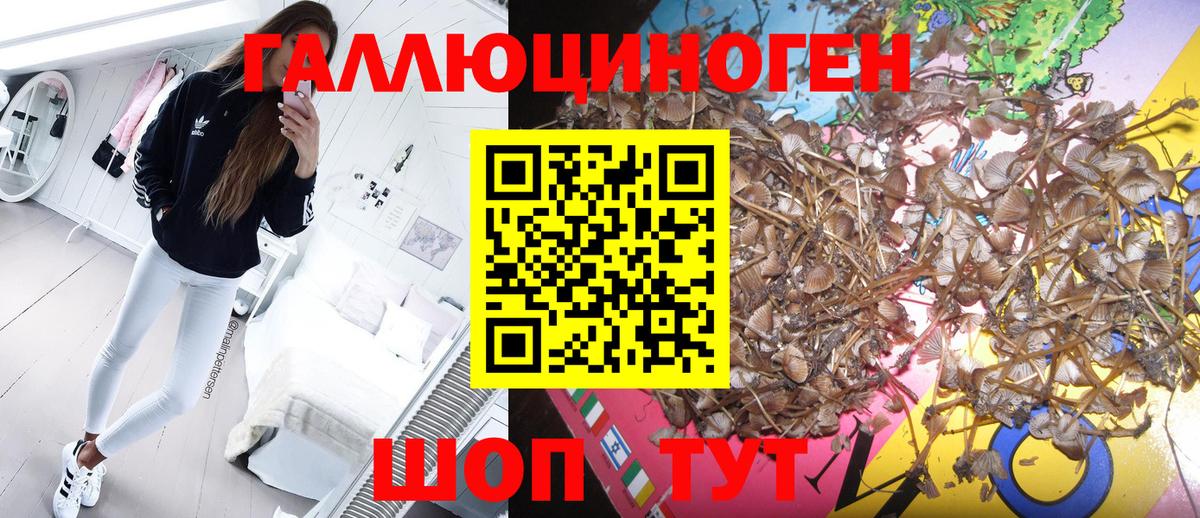 Ижевск  Псилоцибиновые грибы Psilocybe  Вход с VPN  Псилоцибиновые грибы мицелий 